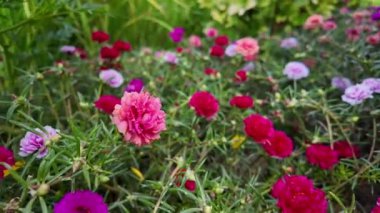 Güzel portulaca çiçeği rengarenk çiçek, aynı zamanda kaya gülü, güneş gülü, yosun gülü, sulu bir bitki türü.