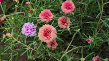 Güzel portulaca çiçeği rengarenk çiçek, aynı zamanda kaya gülü, güneş gülü, yosun gülü, sulu bir bitki türü.