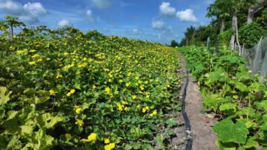 Güzel luffa ağacı sarmaşıkta canlı sarı çiçek, tarım bahçesinde kabak kabağı tırmanması, Mekong Deltası, Vietnam