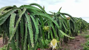 Pitaya çiftliğinde ejderha meyveleri açan sarı çiçek, ejderha meyvesi Binh Thuan, Viet Nam 'da popüler bir tropikal tarım ürünüdür.