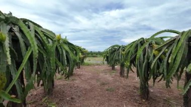 Pitaya çiftliğinde ejderha meyveleri açan sarı çiçek, ejderha meyvesi Binh Thuan, Viet Nam 'da popüler bir tropikal tarım ürünüdür.