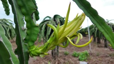 Pitaya çiftliğinde ejderha meyveleri açan sarı çiçek, ejderha meyvesi Binh Thuan, Viet Nam 'da popüler bir tropikal tarım ürünüdür.