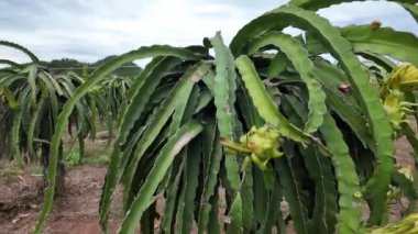 Pitaya çiftliğinde ejderha meyveleri açan sarı çiçek, ejderha meyvesi Binh Thuan, Viet Nam 'da popüler bir tropikal tarım ürünüdür.