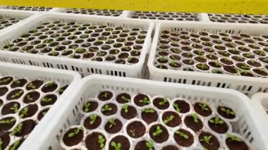 Organik sebzeli modern tarım, Dalat 'taki akıllı çiftliğin serasında fidan fidanı serada yeşil kristal marul