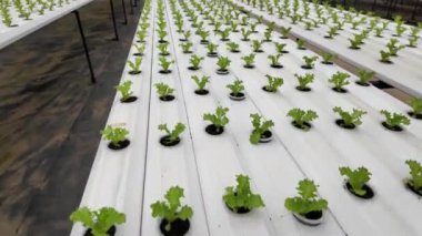 Organik sebzeli modern tarım, Dalat 'taki akıllı çiftliğin serasında fidan fidanı serada yeşil kristal marul