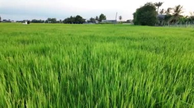 Yeşil renkli çeltik tarlasının güzel manzarası ve Mekong Delta kırsalındaki pirinç tarlasına giden yol, geniş bir çiftlik ama iklim değişikliğinin gıda güvenliği üzerindeki etkisi düşük.