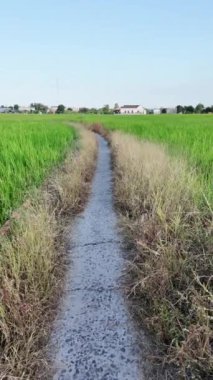 Mekong Delta, Vietnam 'da pirinç tarlasında yürürken, yolda hareket manzarası, tarım alanının düşük verimli çeltik tarlaları arasında ot öldürücü ile solmuş çimenler.