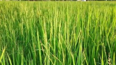 Yeşil renkli çeltik tarlasının güzel manzarası ve Mekong Delta kırsalındaki pirinç tarlasına giden yol, geniş bir çiftlik ama iklim değişikliğinin gıda güvenliği üzerindeki etkisi düşük.