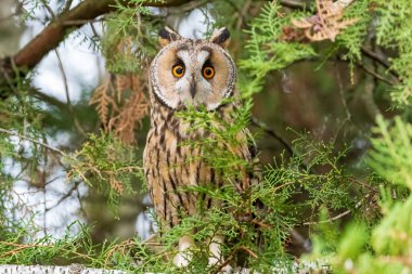 Ağaçta duran uzun kulaklı baykuş