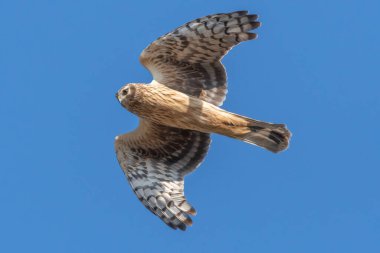 Hen harrier kışın uçar