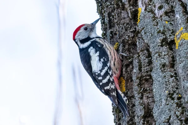 啄木鸟坐在树上觅食 — 图库照片