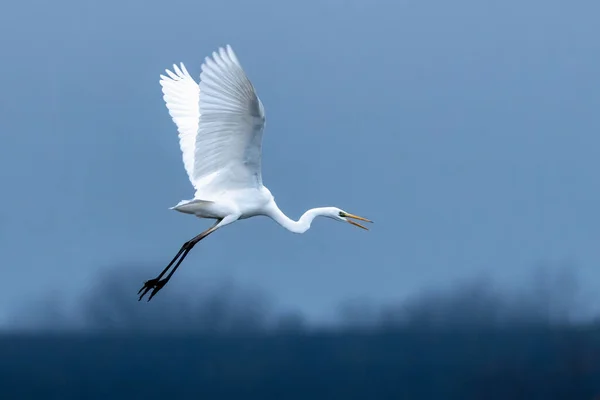 Great Egret Flying Dark — Stock Photo, Image