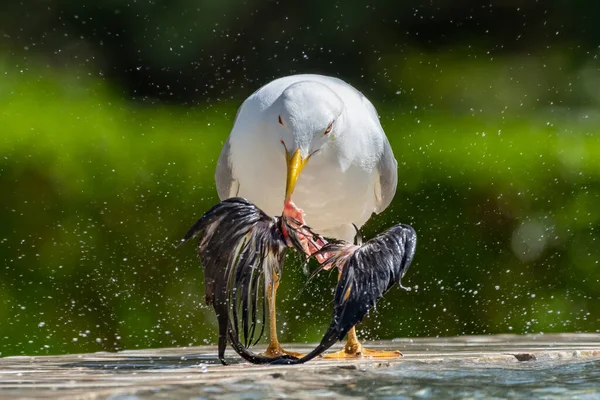 Une Mouette Mange Les Ailes Pigeon — Photo