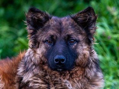 Kahverengi tüylü başıboş köpek portresi