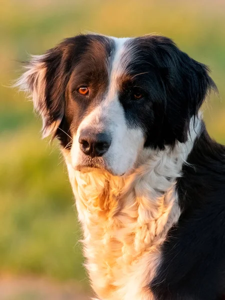 Porträtt Herrelös Hund Solnedgången Ljus — Stockfoto