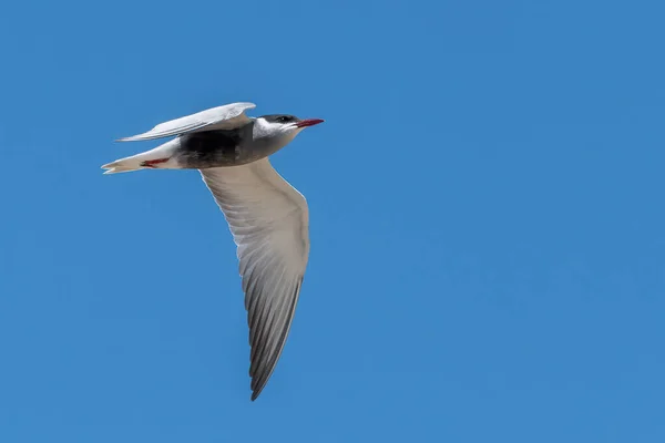 Tern Whiskered Voando Céu — Fotografia de Stock