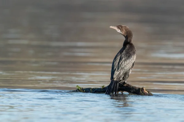 stock image Pygmy cormorant standing on a branch in the river