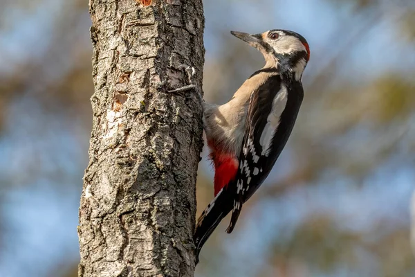 大斑斑啄木鸟站在树上 — 图库照片