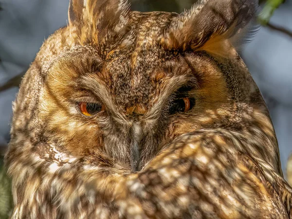 Long Eared Owl Enjoys Sun Rays Cold Winter — Stock Photo, Image