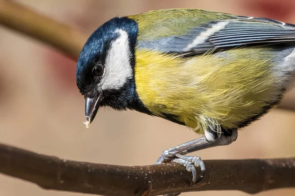 Great Tit Eat Sunflower Seeds Standing Branch — 图库照片