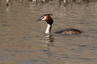 Büyük ibikli yağ göl suyunda yüzüyor.
