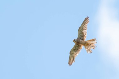 Gökyüzünde kanatları açık uçan kerkenez.