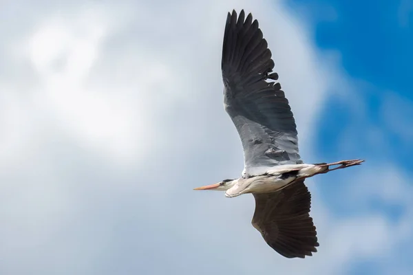 Graureiher Fliegt Mit Gebrochenem Flügel Himmel — Stockfoto