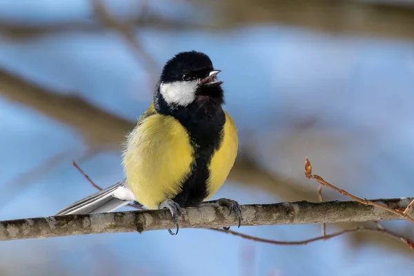 Great Tit Standing Branch Singing Loud — 图库照片