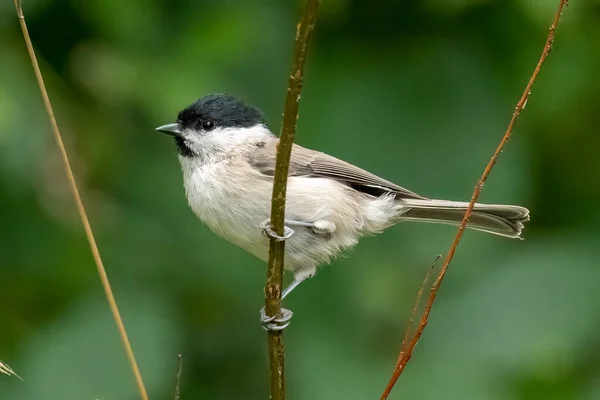 Willow Tit Standing Branch — 图库照片