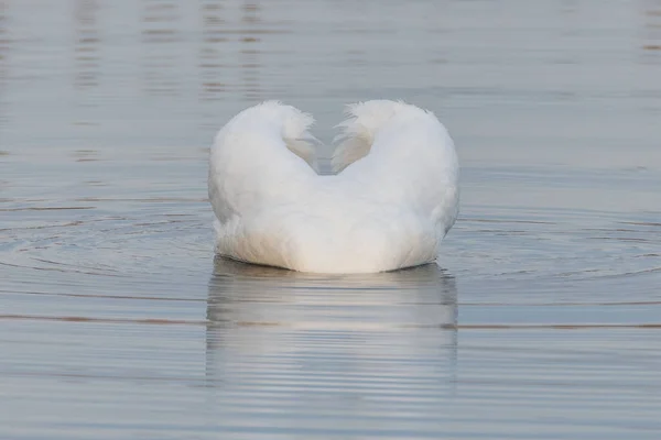 Красивый Немой Лебедь Головой Водой — стоковое фото