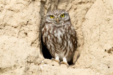 Küçük baykuş deliğinin girişinde duruyor.