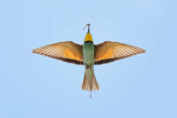 Apicultor Europeo Volando Con Insectos Pico — Foto de Stock