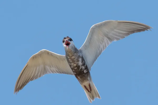 Whiskered Tern Voando Céu Enquanto Envia Sons Alarme Para Seus — Fotografia de Stock