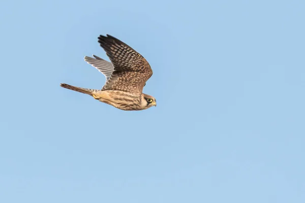 Red-footed falcon flying in the sky
