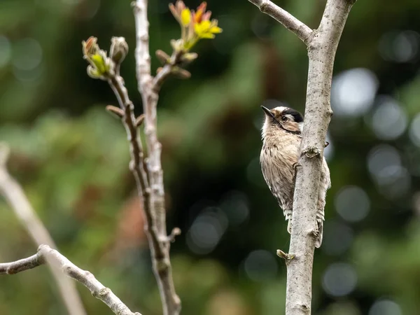 小斑点啄木鸟站在树枝上 — 图库照片