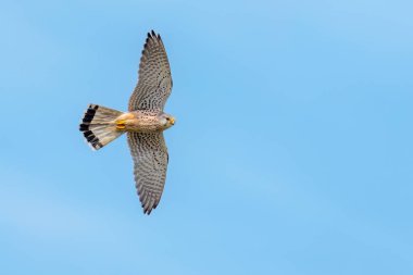 Gökyüzünde uçan sıradan Kerkenez