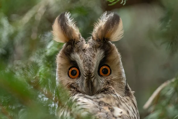 Coruja Orelhas Compridas Olhando Para Frente Com Olhos Abertos — Fotografia de Stock
