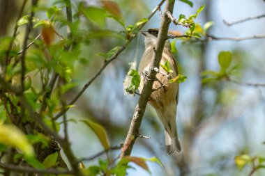 Eurasian penduline tit is perched on a branch collecting material for a nest