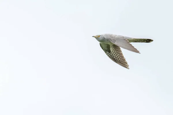 Koekoekoek Die Lucht Vliegt Met Uitgestrekte Vleugels — Stockfoto