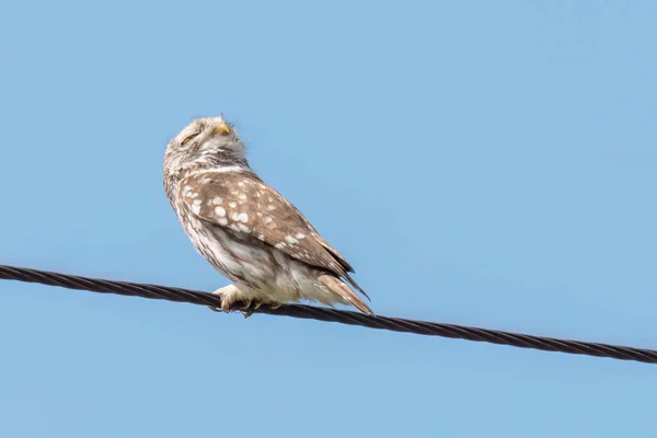 Little owl stands on a transmission line and looks up