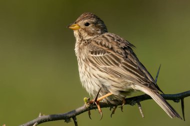 Doğal ortamda bir dala konmuş mısır kiraz kuşu.