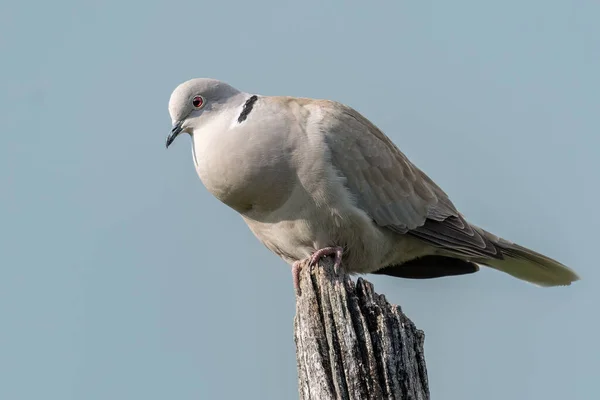 Avrasyalı Bir Erkek Güvercin Tahta Bir Kazığa Tünemiş Dişiye Şarkı — Stok fotoğraf