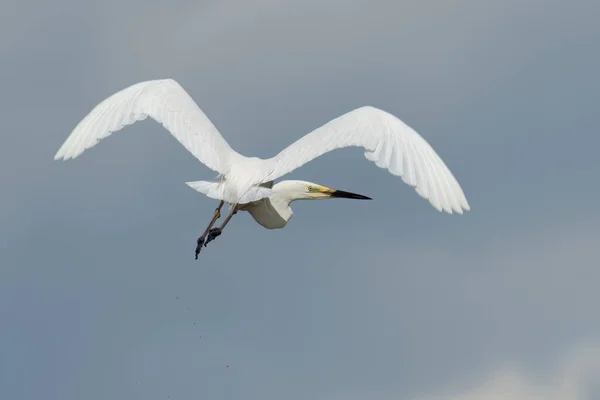 Grande Egret Voando Céu Olhando Para Trás — Fotografia de Stock