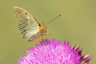 Bir kelebek, onopordum akanthium üzerinde pembe bir devedikeni üzerine tünemiştir.