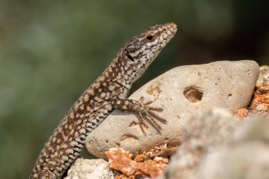 Bir kertenkele bir kayanın üzerinde duruyor ve yaz güneşinin tadını çıkarıyor.