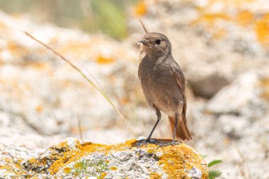 Siyah kızıl, bir kayanın üzerinde durup solucan yiyor.