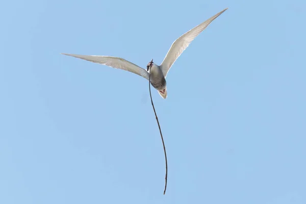 Whiskered Tern Vuela Con Material Anidación Pico — Foto de Stock