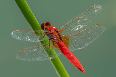 Kızıl yusufçuk bir sazlığa tünedi.
