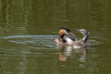 Ailesinin büyük arması gölün sularında duruyor.