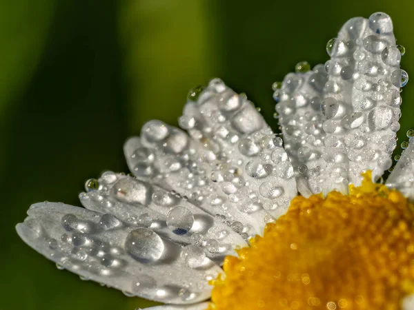 Daisy Kwiat Kroplami Porannej Rosy — Zdjęcie stockowe
